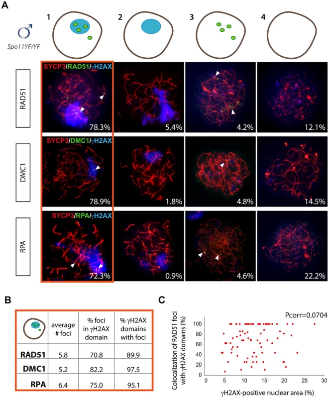 Enrichment of DNA repair markers in the pseudo XY body of <i>Spo11<sup>YF/YF</sup></i> spermatocytes.