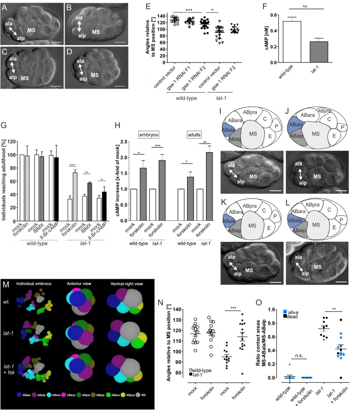 Division plane defects in <i>lat-1</i> mutant embryos are rescued by elevation of intracellular cAMP via a G<sub>s</sub> protein/adenylyl cyclase pathway.