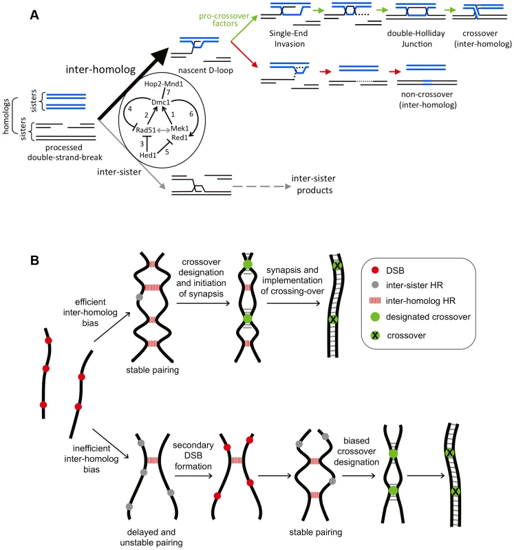 Models for Rad51-Dmc1 mediated interhomolog bias and homeostatic responses to inefficient interhomolog interactions.