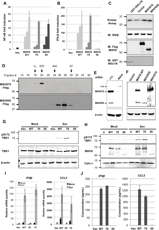 Characterize the roles of MAVS50 in RIG-I-dependent signaling.