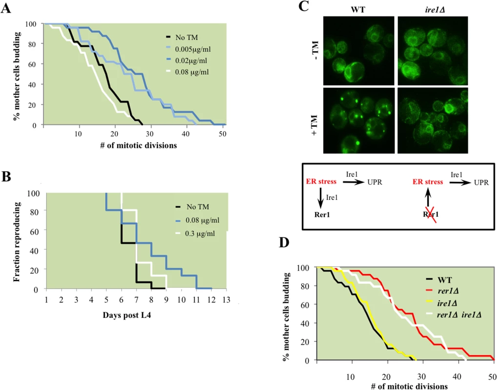 ER stress extends reproductive lifespan in yeast and worms.