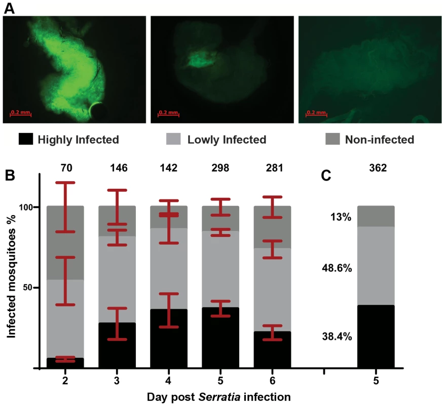 Gut infection with <i>S. marcescens</i> varies between individual <i>An. gambiae</i> mosquitoes.