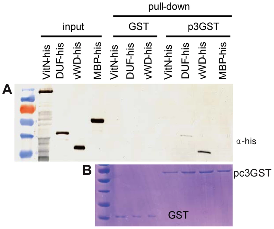 Analysis of interaction between RSV pc3 and different vitellogenin fragments <i>in vitr</i>.
