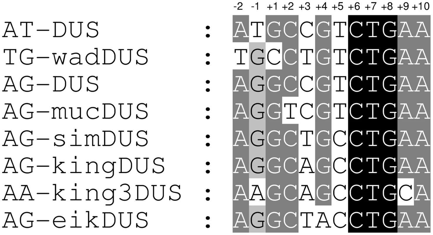 Alignment of eight distinct DUS dialects.