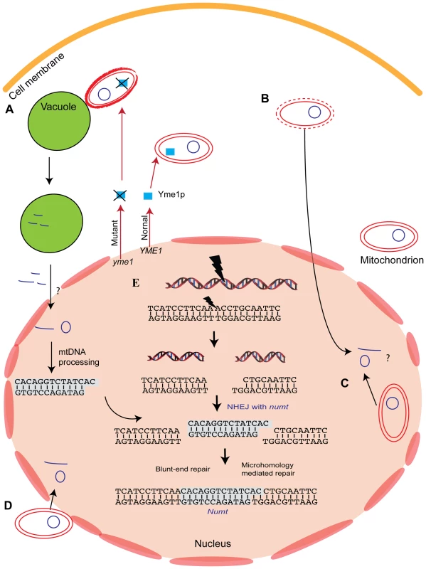 Mechanism of <i>numt</i> insertion.