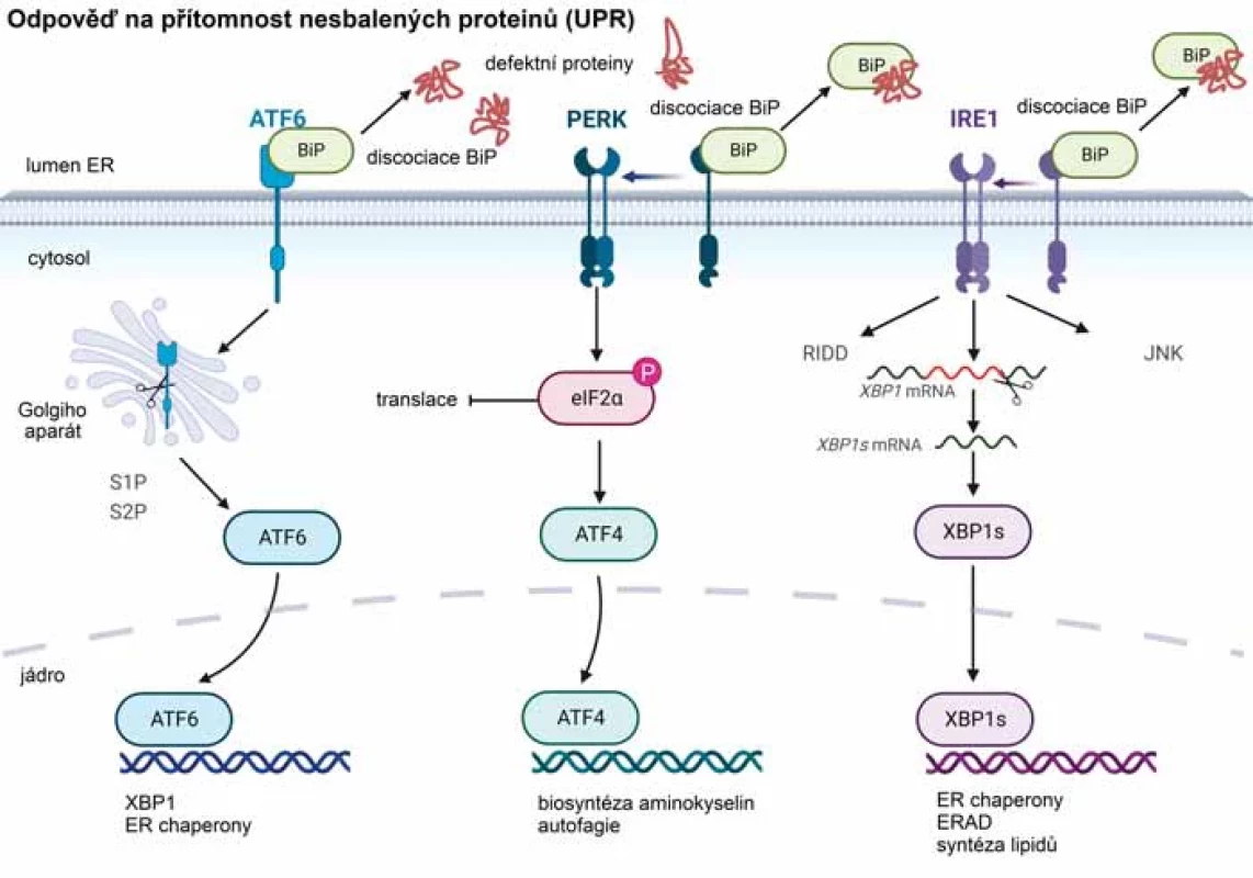 Hlavní mechanizmy odpovědi na přítomnost nesbalených proteinů. Transmembránové proteiny se aktivují v reakci na akumulaci defektních proteinů v lumen ER. ATF6, membránově vázaný transkripční faktor, je při stresu ER disociován od chaperonu BiP a následně je transportován do Golgiho aparátu. Tam je zpracován proteázami S1P a S2P, což uvolní jeho cytosolickou doménu, která migruje do jádra a reguluje transkripci cílových genů. PERK, transmembránová proteinkináza, se po disociaci od BiP aktivuje a fosforyluje podjednotku eIF2α, čímž dochází k redukci proteosyntézy; zároveň umožňuje zvýšenou expresi např. ATF4. IRE1 je transmembránová ribonukleáza, která po disociaci od BiP umožňuje sestřih XBP1 mRNA, což vede k tvorbě aktivního transkripčního faktoru XBP1s. Aktivovaná forma IRE1α je schopna také degradovat některé mRNA procesem RIDD.
