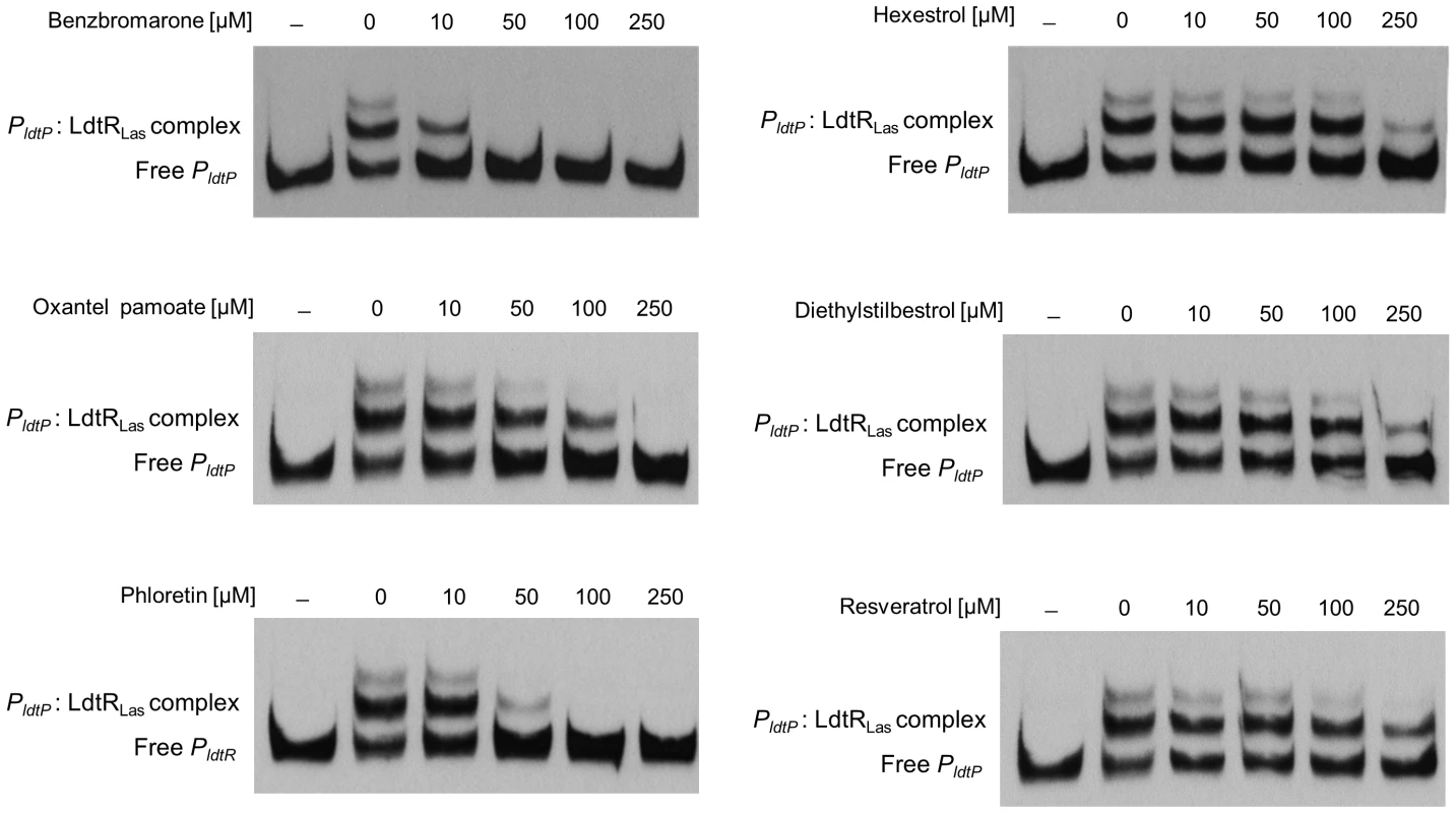 Small molecules decrease LdtR<sub>Las</sub> binding to <i>P<sub>ldtP</sub></i>.