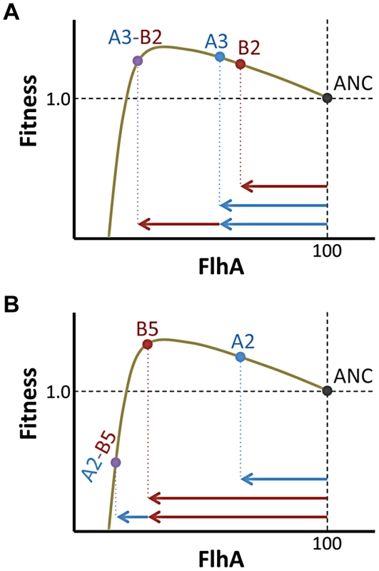 Phenotype and not just fitness value determines epistatic interactions.