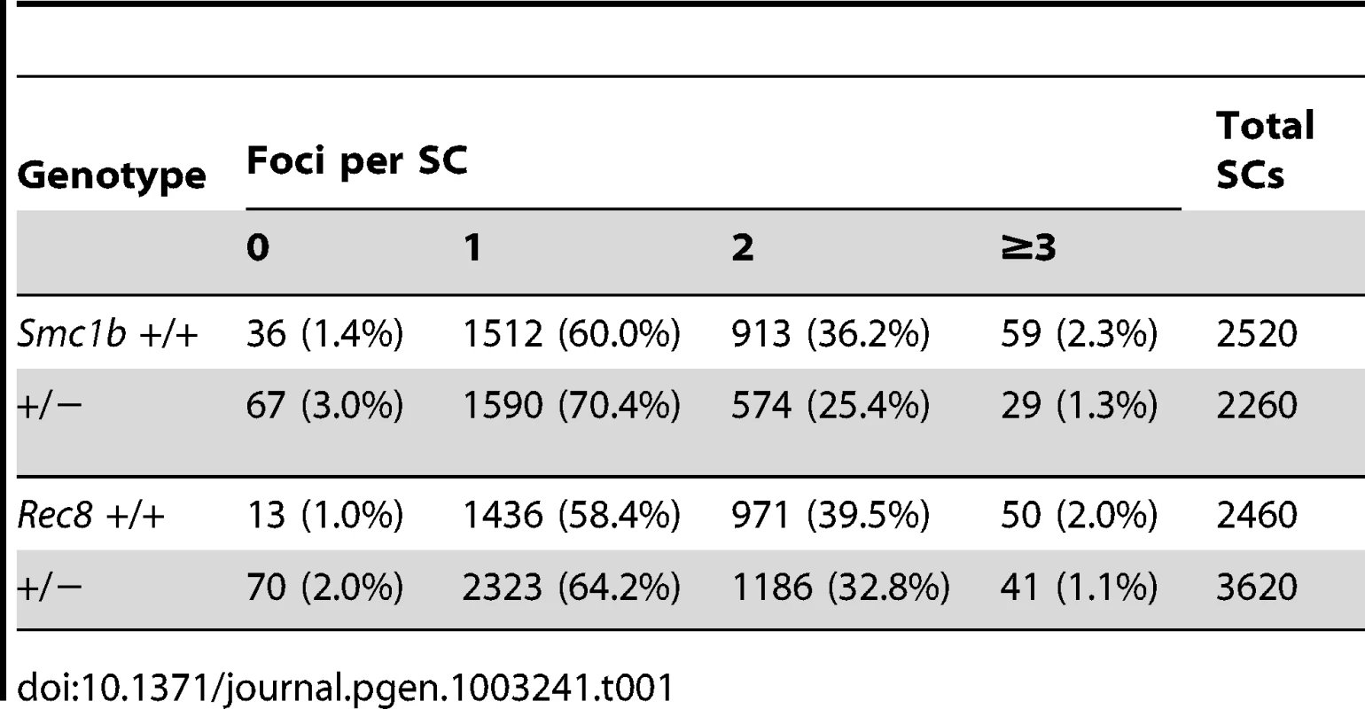 Comparison of MLH1 foci distribution in oocytes from cohesin heterozygotes and sibling controls.