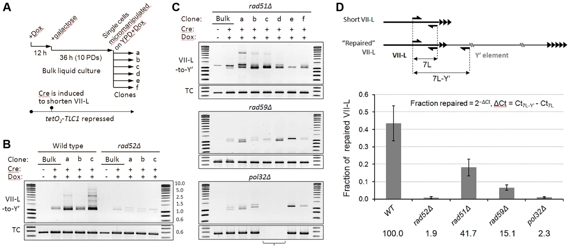 Y′ translocation depends on Rad52 and Pol32, is facilitated by Rad59, but is largely independent of Rad51.