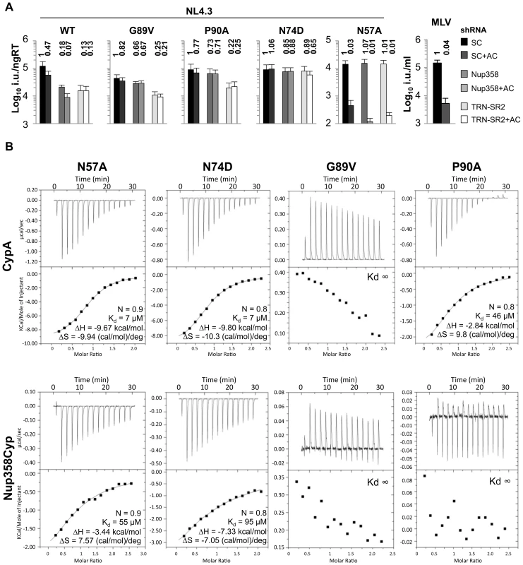 Effect of CA mutants on Nup358/TRN-SR2 RNAi sensitivity and Nup358Cyp binding.