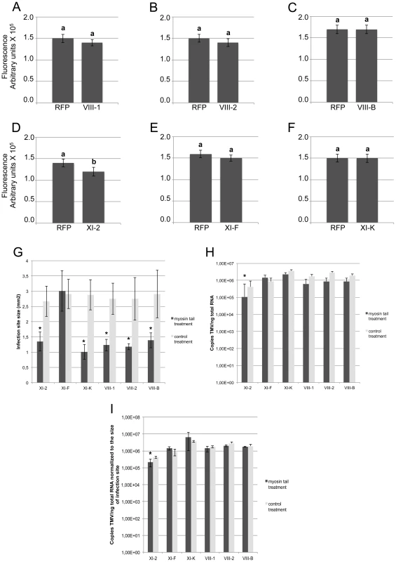Transient expression of myosin tail XI-2, but not the expression of any of the other tested myosin tails, affects virus replication.