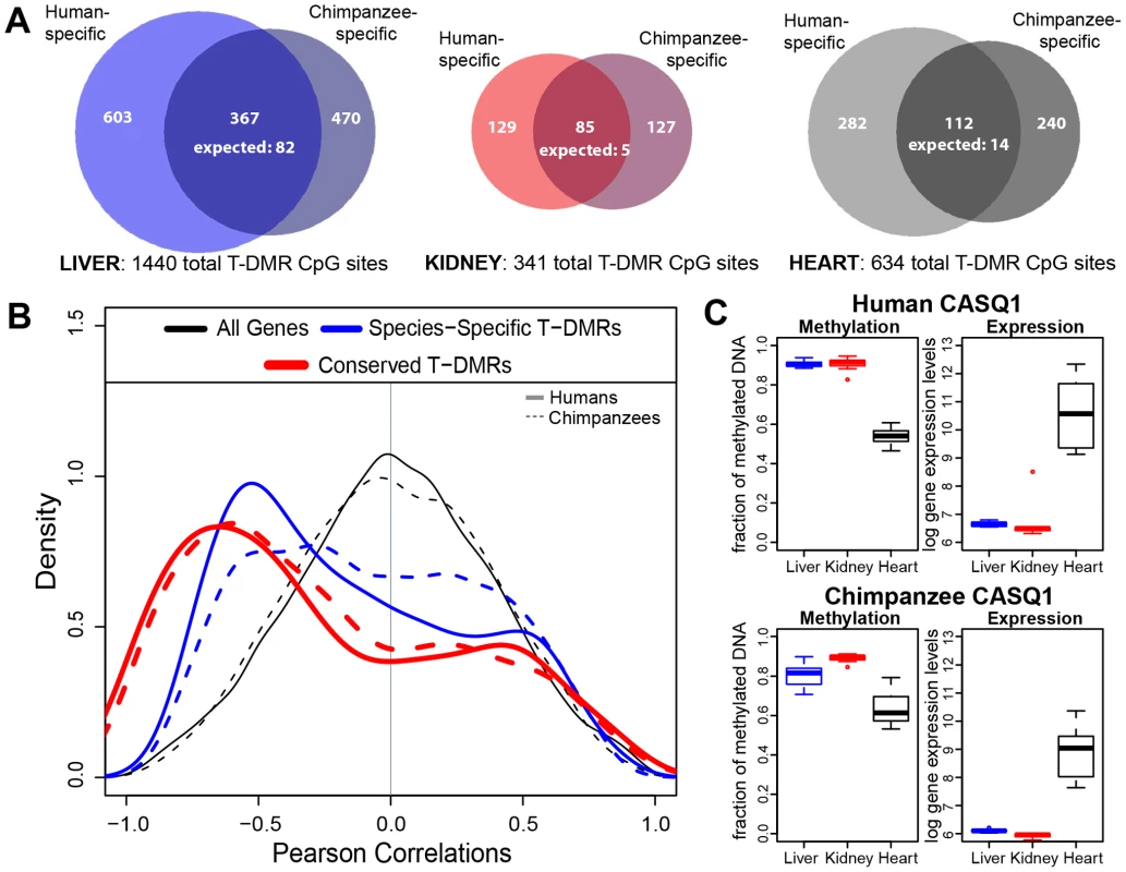 Conservation of tissue-specific differentially methylated regions.