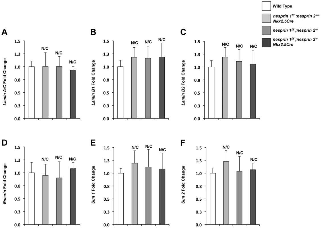 Real Time PCR analyses of LINC complex and LINC complex associated factors.