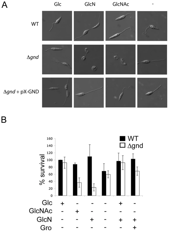 Exogenous hexosamines become toxic in the absence of GND.