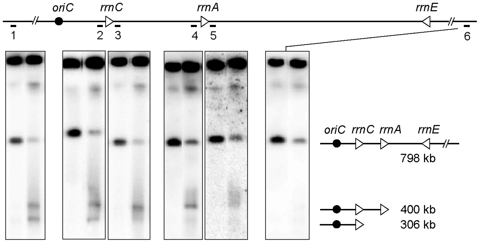 <i>rrn</i> operons are a barrier to DNA degradation.