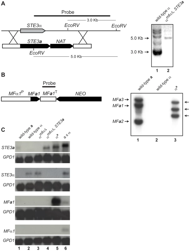 Southern and northern analyses of wild-type and modified α strains.