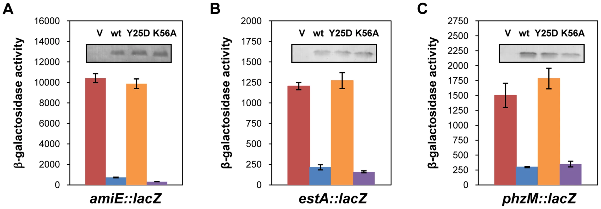 The distal poly-A binding site of Hfq is required for <i>amiE</i> repression.