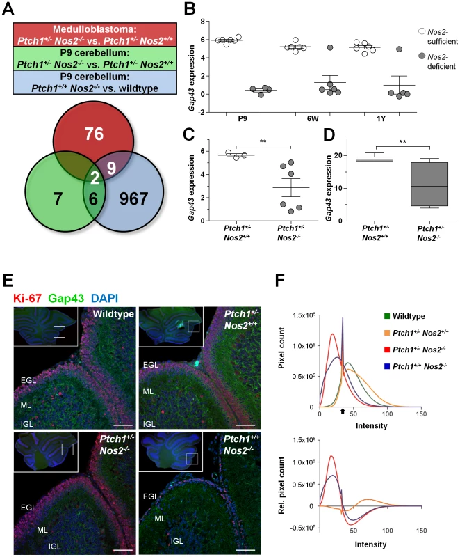 Identification of <i>Nos2</i>-regulated candidate genes.