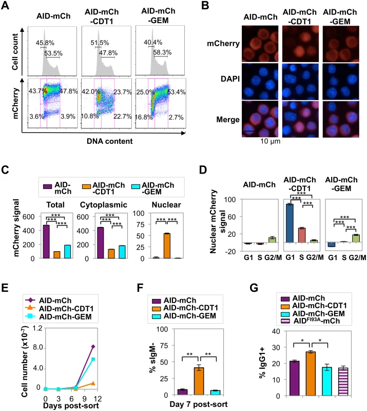 AID-mCherry CDT1 reduces viability and accelerates Ig gene diversification.