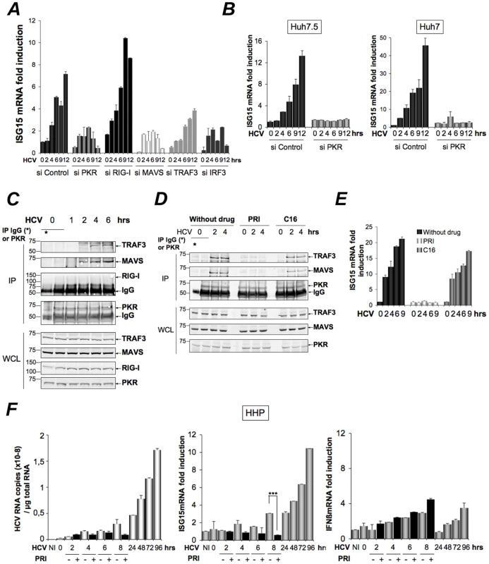 HCV-dependent induction of ISG15 involves PKR, MAVS and TRAF3 and not RIG-I.