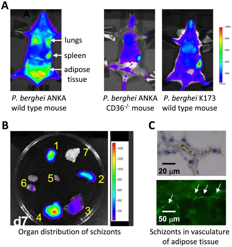 Imaging of transgenic <i>P. berghei</i> ANKA parasites in vivo and ex vivo.