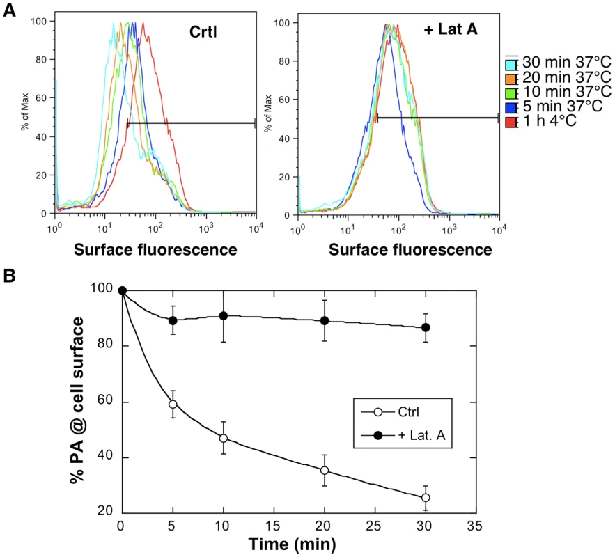 Latrunculin A inhibits anthrax toxin uptake.
