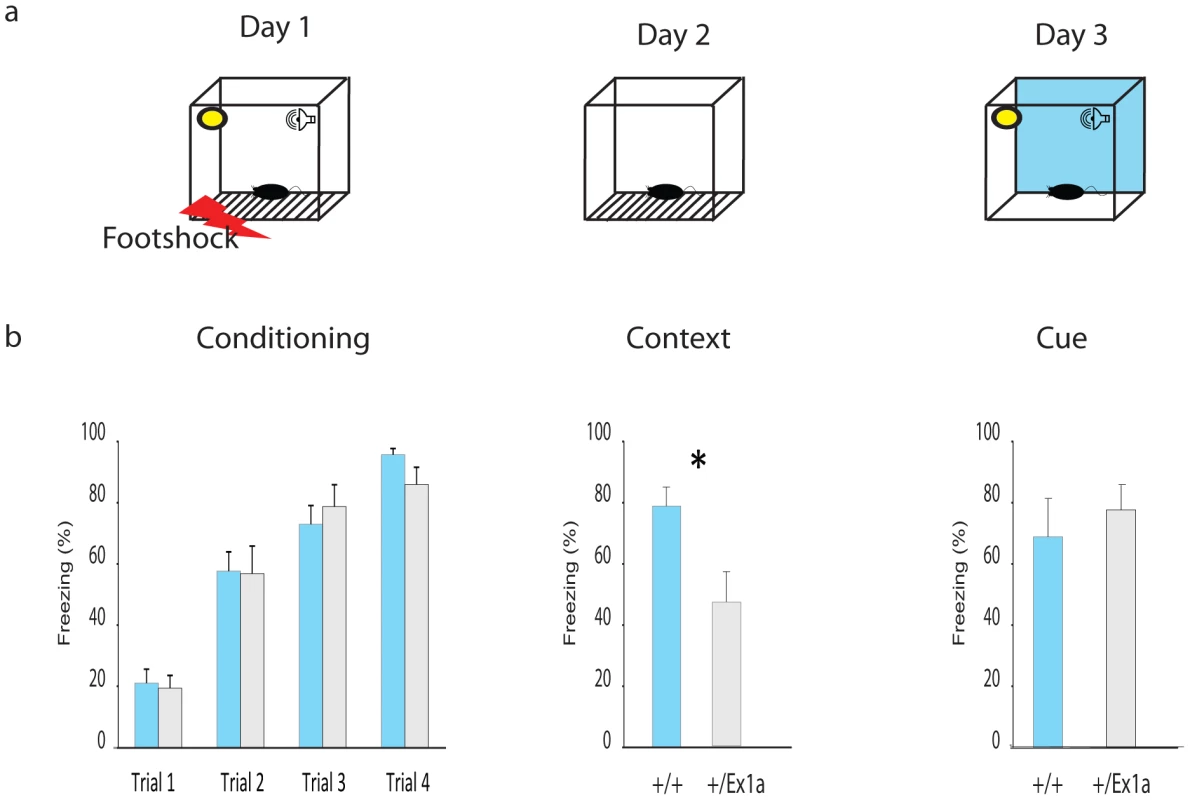 Fear conditioning performance.