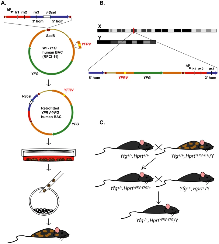 Strategy for high-throughput human genes on the X chromosome (HuGX).