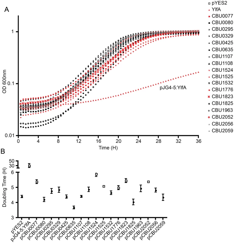 Several <i>C. burnetii</i> effectors slow yeast replication.