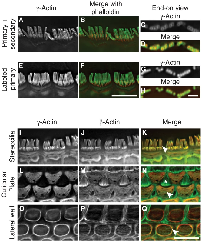 β-actin and γ-actin colocalize in hair cells.