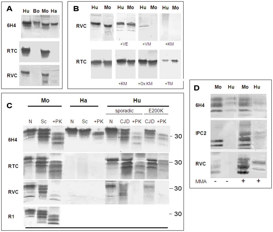 Testing for the activity of anti-Helix-3 antibodies: pAb RVC does not recognize PrP<sup>Sc</sup> generated in prion infected brains.
