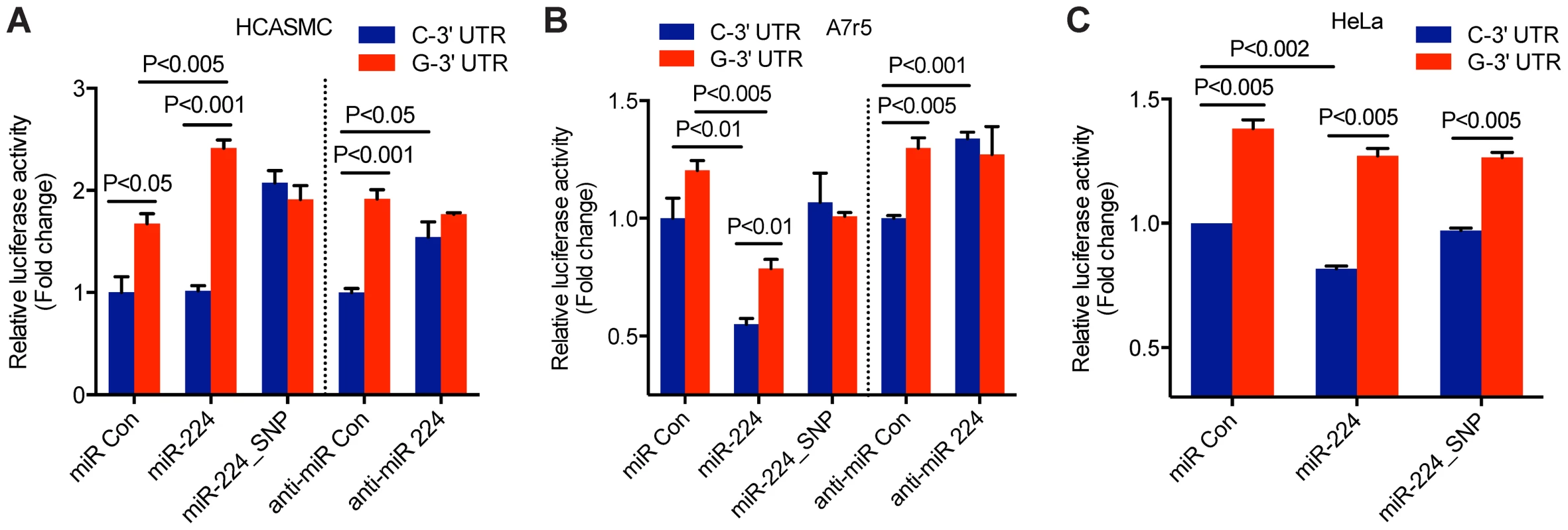 Allele-specific miR-224 regulation of <i>TCF21</i> 3′UTR at rs12190287.
