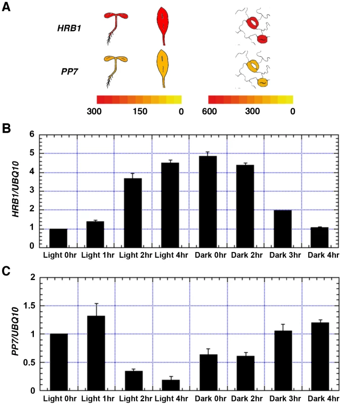 Both HRB1 and PP7 are expressed in guard cells.
