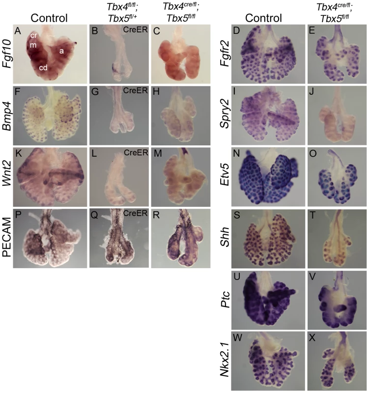 Loss of <i>Tbx4</i> and <i>Tbx5</i> affects the <i>Fgf10</i> signaling pathway and <i>Wnt2</i> expression.