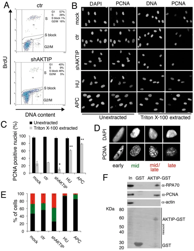 AKTIP downregulation impairs DNA replication.