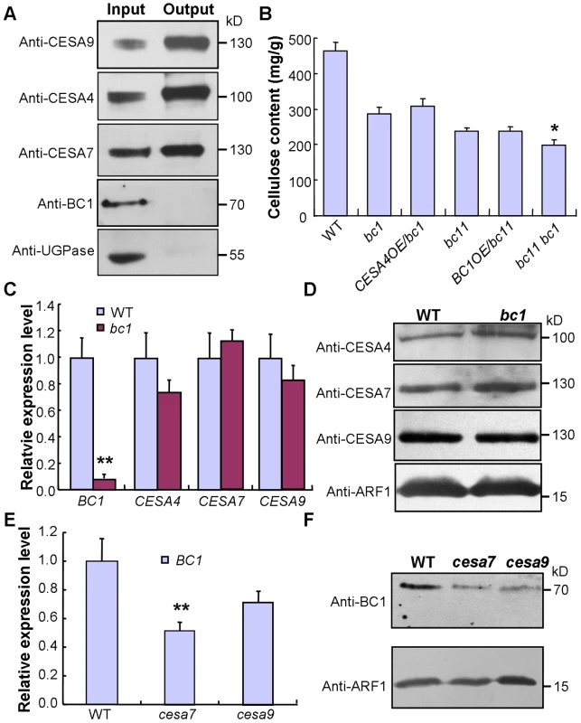 BC1 and SCW CESAs function in different steps of cellulose production.