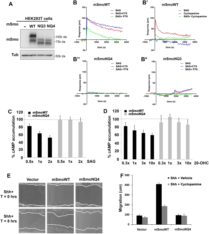 Glycosylation is required for non-canonical mSmo signaling.