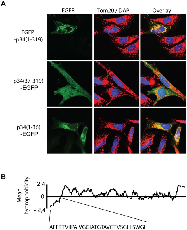 Distribution of p34 in intact cells.
