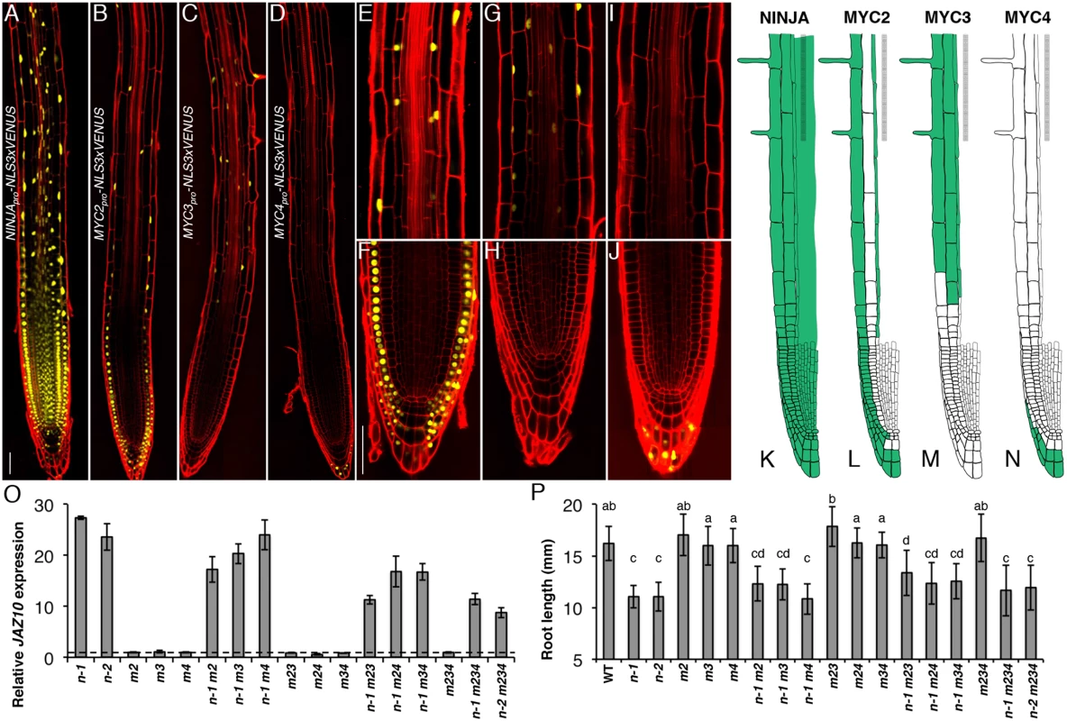 Spatial localization of NINJA, MYC2, MYC3 and MYC4 in the primary root meristem and contribution of the three TFs to the <i>ninja</i> mutant phenotype.