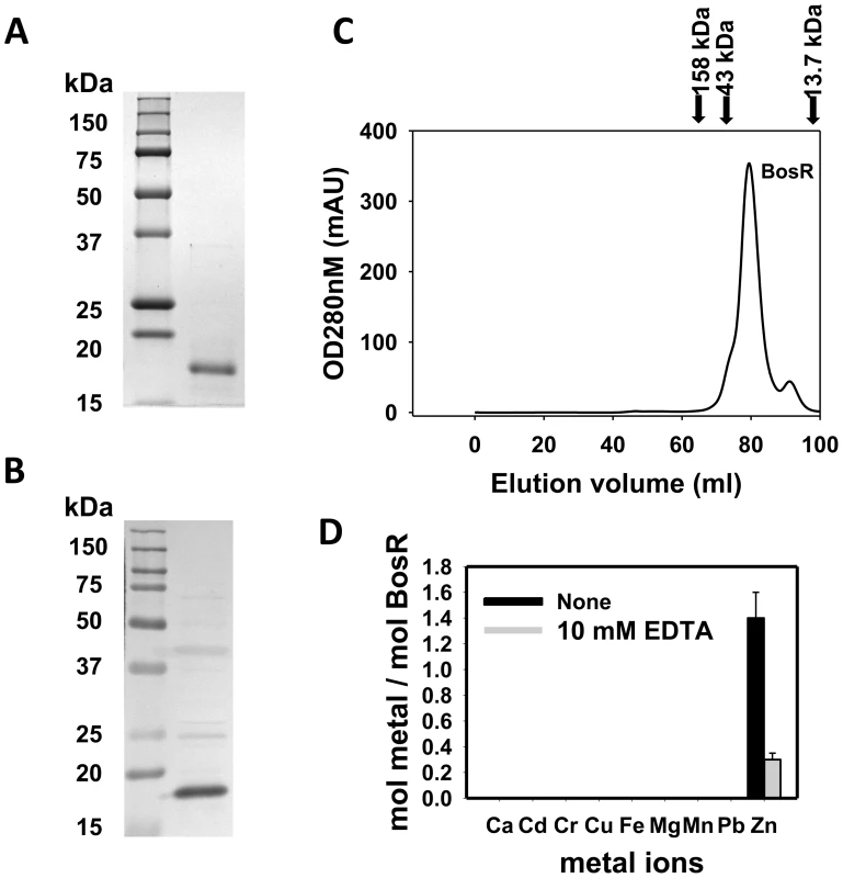 Analyses of purified recombinant BosR.