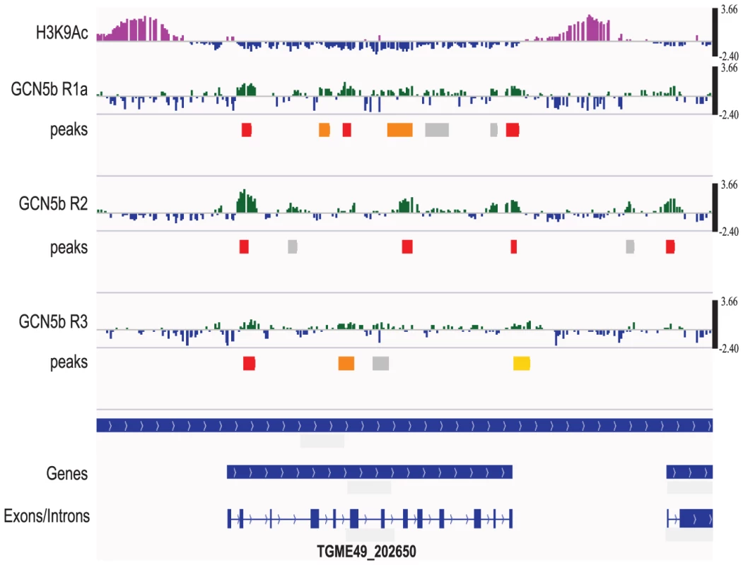 GCN5b associates with genes containing introns, but is not preferentially associated with promoters.