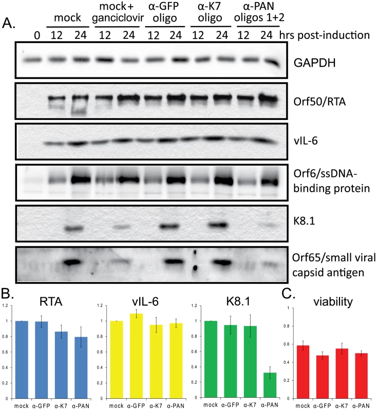 Knockdown of PAN RNA expression adversely affects late gene expression in BCBL1 TReX-RTA cells.