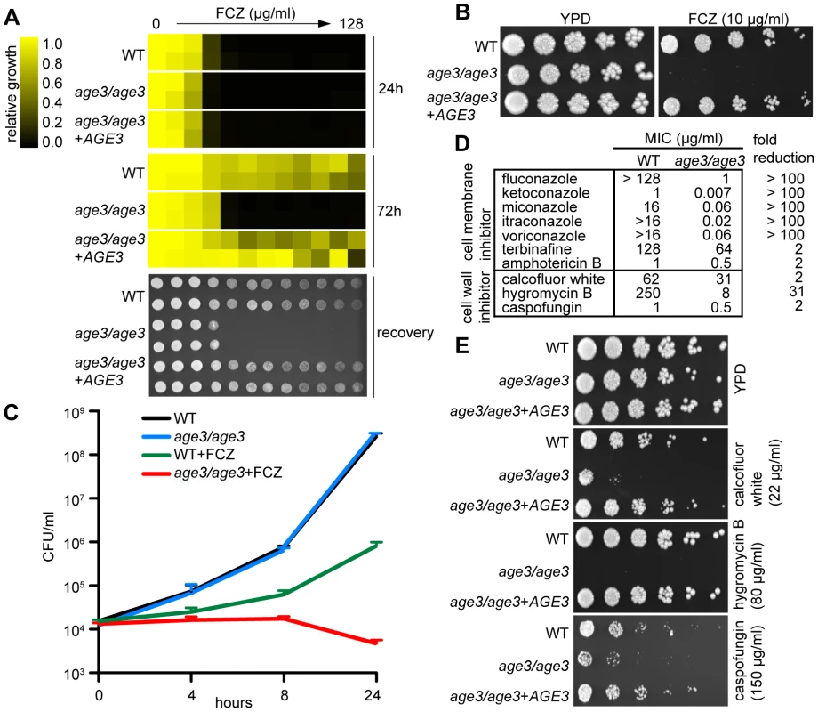 Age3p plays a major role in azole tolerance in <i>C. albicans</i>.
