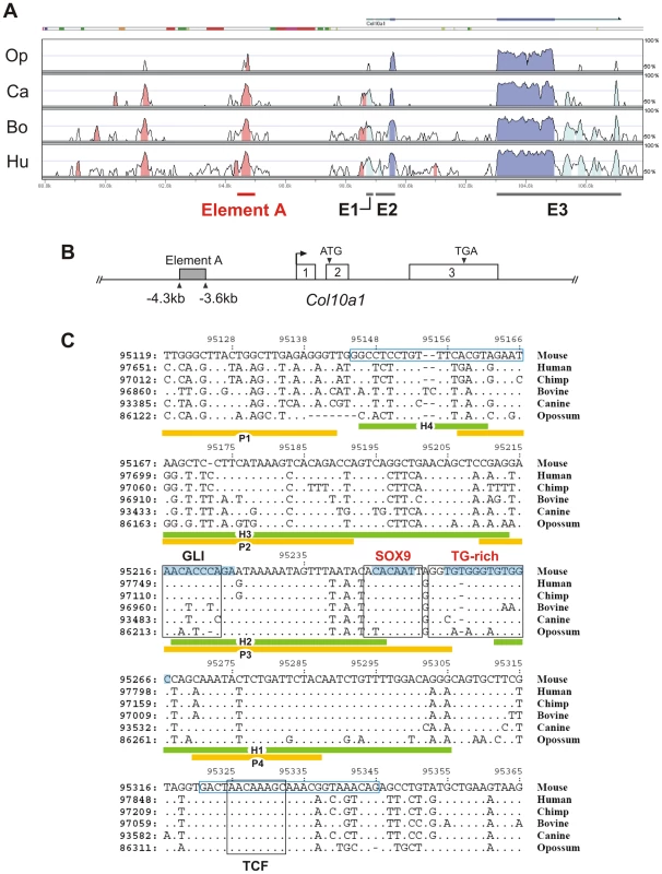 Conserved non-coding regions in <i>COL10A1</i>.