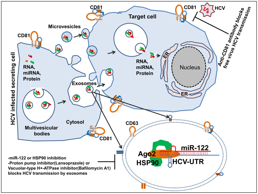 Schematics of exosome mediated HCV transmission and possible therpaeutic strategies.