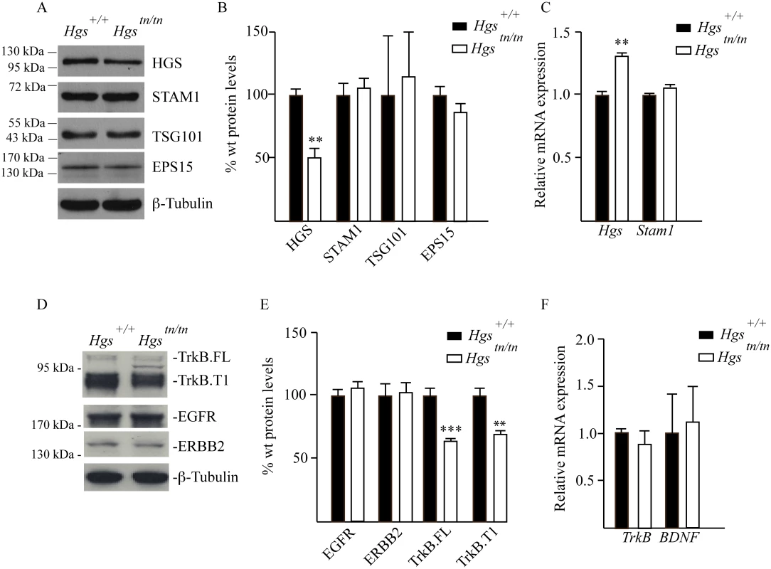 Analysis of ESCRT and RTK expression in the sciatic nerves of 4-week-old <i>Hgs</i><sup><i>+/+</i></sup> and <i>Hgs</i><sup><i>tn/tn</i></sup> mice.