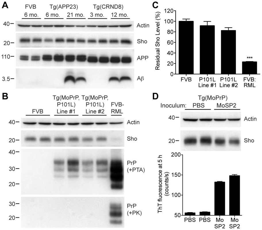 Unchanged Sho levels in mice with other neurodegenerative illnesses.