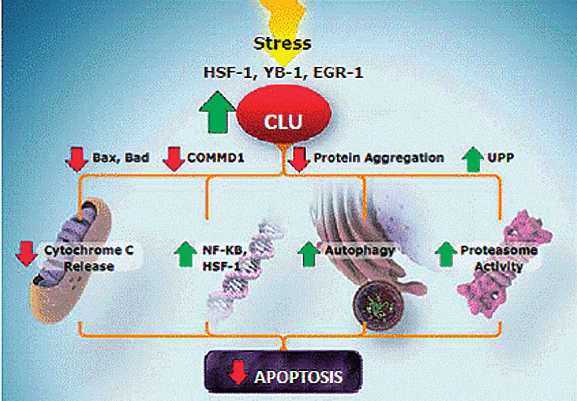 Apoptotický účinek clusterinu
Fig. 4. Clusterin apoptotic effect