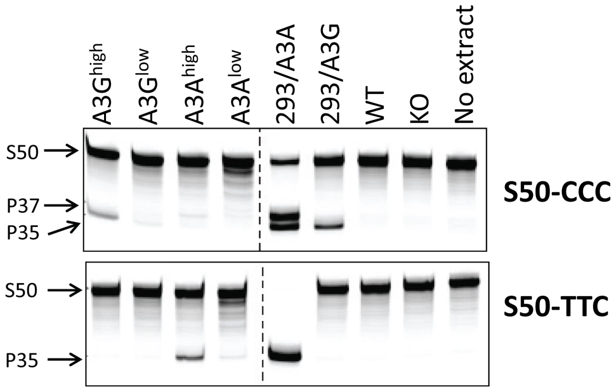Cellular lysates from splenocytes derived from uninfected transgenic, wild type (BL/6) or mA3 knockout (KO) mice or from 293T cell lines over-expressing A3A or A3G were incubated with a 3′-fluorophore labeled 50-mer single-stranded oligonucleotide (S50) containing cytosine in the sequence context preferred by A3G (S50-CCC) or A3A (S50-TTC).